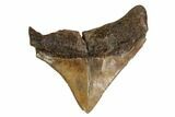 Serrated, Posterior Megalodon Tooth - Georgia #158762-1